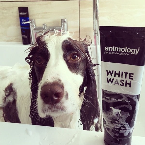 Animology White Wash 250 ml