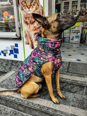 13th Dog šuškavac/jakna za psa The Mask XXL 61cm