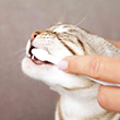 TRIXIE Dental Hygiene Set četkice i pasta za zube za mačke 50g